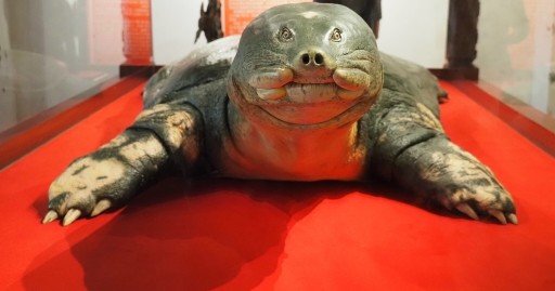 Hoan Kiem turtle